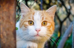 Macomer “città dei gatti”: nasce la prima colonia felina