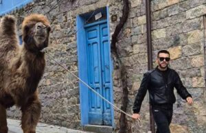 Ovodda, il cammello Rodolfo è una star: passeggia in centro e saluta i bimbi