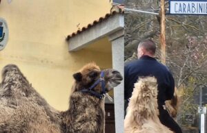 Rizzi contro la passeggiata del cammello a Ovodda: “A Nuoro lo Stato non esiste”