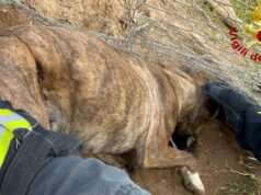 Assemini, impigliato nel filo spinato: cane salvato dai vigili del fuoco