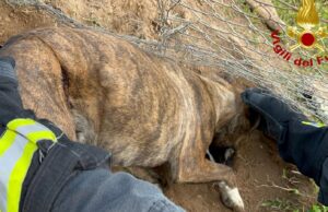 Assemini, impigliato nel filo spinato: cane salvato dai vigili del fuoco