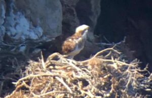 Il falco pescatore torna in Sardegna: 2 nidi trovati a Tavolara