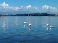 Lo spettacolo dei fenicotteri a Cagliari: 9 mila coppie a Molentargius