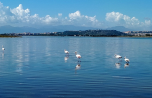Lo spettacolo dei fenicotteri a Cagliari: 9 mila coppie a Molentargius