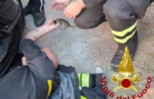 Sassari, paura per 4 gattini incastrati: salvati dai Vigili del fuoco