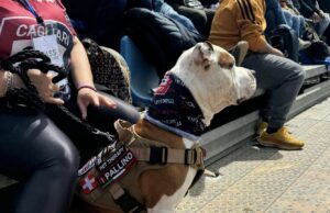 Pallino, Goku e Joker: therapy dog negli stadi | “Maltrattati? Sono felicissimi”