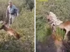 Capo Frasca, daino rimane intrappolato: salvataggio della Forestale