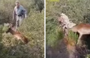 Capo Frasca, daino rimane intrappolato: salvataggio della Forestale