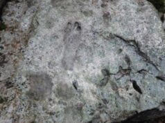 Straordinaria scoperta a Baunei: rivenute tracce fossili di dinosauri