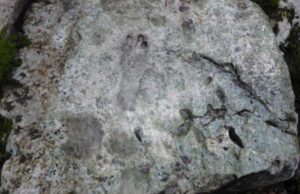 Straordinaria scoperta a Baunei: rivenute tracce fossili di dinosauri