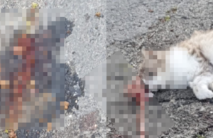 Gatto morto a Sinnai, la polizia locale: “Nessuna barbarie, ma investimento”