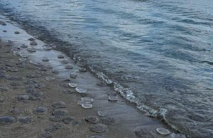 Sorpresa al Poetto a Cagliari: cumulo di meduse in riva
