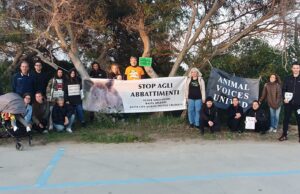 San Giovanni di Sinis, animalisti contro l’abbattimento dei cinghiali