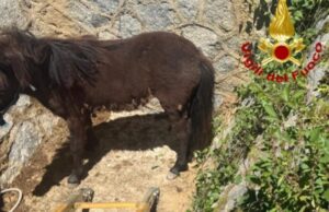 Bono, ansia per un pony: precipita in un canale di scolo, ma viene salvato