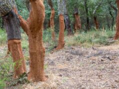 Sardegna, al via la guerra ai lepidotteri defogliatori: stanziati 3 milioni