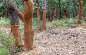 Sardegna, al via la guerra ai lepidotteri defogliatori: stanziati 3 milioni