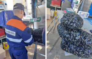 Cagliari, ambulante multato: vendeva ostriche e cozze non tracciate