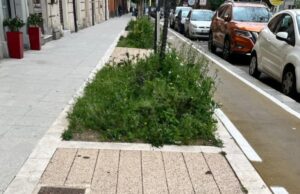 Cagliari, erba alta sulle aiuole di via Dante | Loi (FdI): “Inaccettabile”