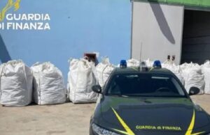 Sassari, maxi sequestro di droga: 3,7 tonnellate di cannabis in un’azienda agricola