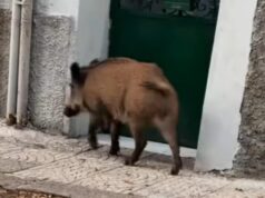 Sassari, cinghiali a passeggio per il centro: residenti intimoriti