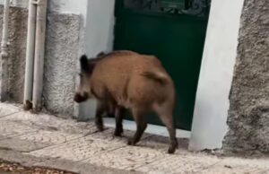 Sassari, cinghiali a passeggio per il centro: residenti intimoriti