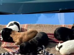 Norbello, ancora troppi avvelenamenti: “Taglia di 500 euro sull’autore”