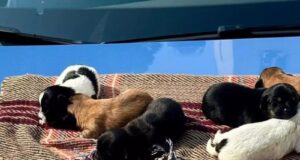 Norbello, ancora troppi avvelenamenti: “Taglia di 500 euro sull’autore”