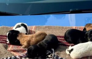 Cagliari, salvati sei cuccioli abbandonati ai piedi di un cavalcavia