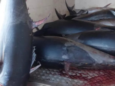 Teulada, sequestrato tonno rosso “illegale”: andrà in beneficenza