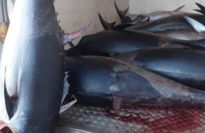 Teulada, sequestrato tonno rosso “illegale”: andrà in beneficenza