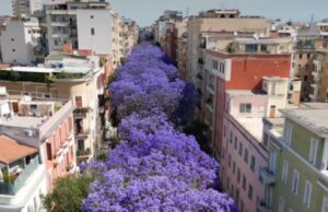 Cagliari, lo spettacolo delle Jacarande in primavera: vista mozzafiato
