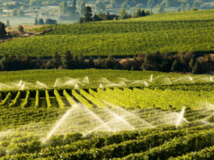 100% della dotazione irrigua: in Sardegna salva la stagione agricola