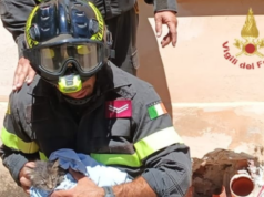 Iglesias, salvato un gattino: era intrappolato in un tubo