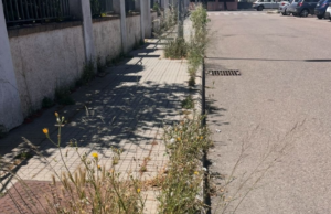 Capoterra, tra incuria e erbacce spuntano le blatte: rabbia dei residenti