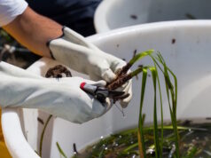 Terna a Terra Mala: oltre 48.000 talee di Posidonia trapiantate per proteggere l’ambiente Marinella