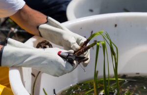 Terna a Terra Mala: oltre 48.000 talee di Posidonia trapiantate per proteggere l’ambiente Marinella