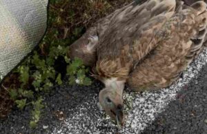 Giave, giovane grifone colpito da un’auto: la Forestale lo trae in salvo