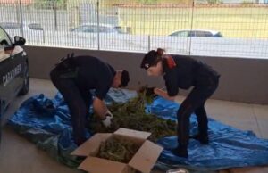 Sestu, maxi sequestro di marijuana: due arresti