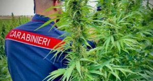 Bottidda, scovato terreno con 280 piante di cannabis: arrestato un uomo