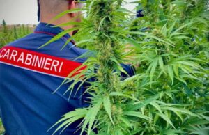 Arresti a Illorai e Porto Cervo, trafficavano cannabis tra Sardegna e Nord Italia