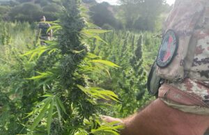 Sequestro di cannabis a Desulo, in manette due fratelli allevatori