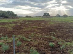 Fauna selvatica, torna l’emergenza per agricoltori del Sud Sardegna