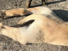 Cuccioli uccisi a San Gavino, ricompensa da 4000€ per rintracciare colpevoli