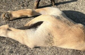 Cuccioli uccisi a San Gavino, ricompensa da 4000€ per rintracciare colpevoli