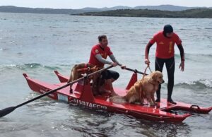 Novità sulle spiagge di Olbia: arrivano i cani bagnino