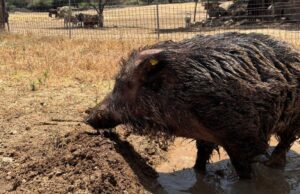 La Maddalena, nuova vita dopo tanta sofferenza: la storia del cinghiale Maddy