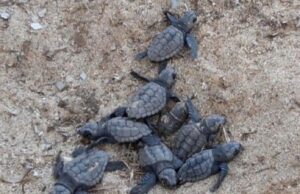 Inquinamento luminoso nemico delle tartarughe, avviate misure di contrasto