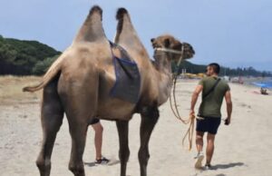 Michele Ladu e il cammello Rodolfo: primo incontro con il mare