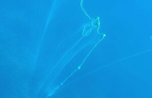 Cagliari, bonifica del Golfo: via le “reti fantasma” che minacciano il mare