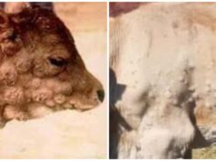 Dermatite bovina, 5000 capi già vaccinati a Oristano